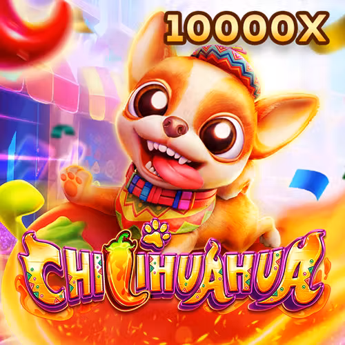 Fachai Chihuahua tại bong88 org